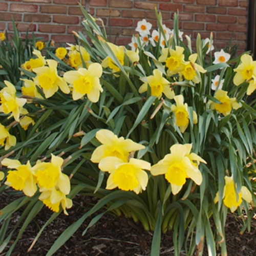 Meadow Court Inn - Ithaca image 20